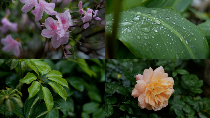 春雨清新水珠雨后竹林禅意鸟鸣4K空镜素材