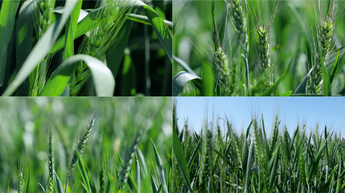 小麦开花绿色麦穗