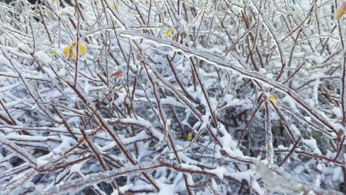 雨雪冰冻后的树枝。