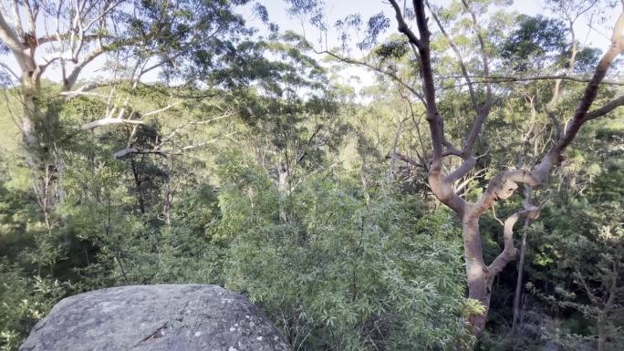 澳大利亚本土的灌木丛在早晨与鸟的歌声，包括彩虹鹦鹉和许多其他-音频