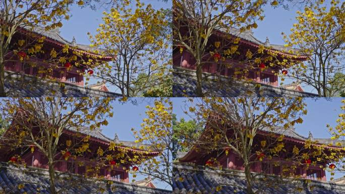 4K实拍，广州光孝寺一角黄风铃花与古建筑