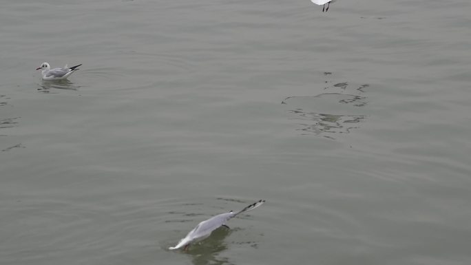 海鸥飞翔升格高清