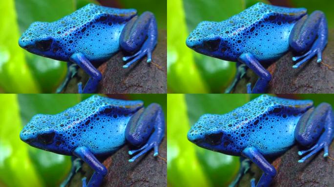 蓝色毒镖蛙或蓝色毒箭蛙(dendroates tinctorius, dendroates azur