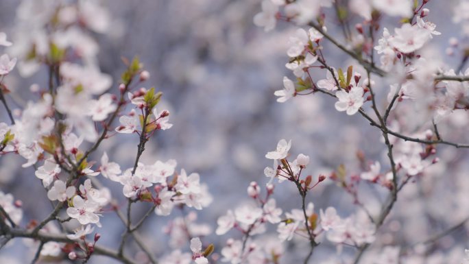 成都金沙滨河公园桃花素材桃花花海春天自然