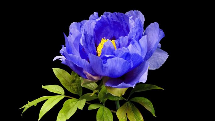 牡丹绽放的蓝色花朵在黑色背景上的延时特写。美丽的紫罗兰牡丹花瓣。牡丹在时间的流逝中开放