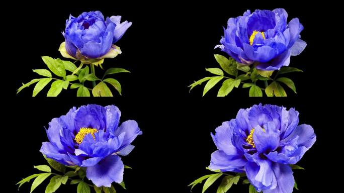 牡丹绽放的蓝色花朵在黑色背景上的延时特写。美丽的紫罗兰牡丹花瓣。牡丹在时间的流逝中开放