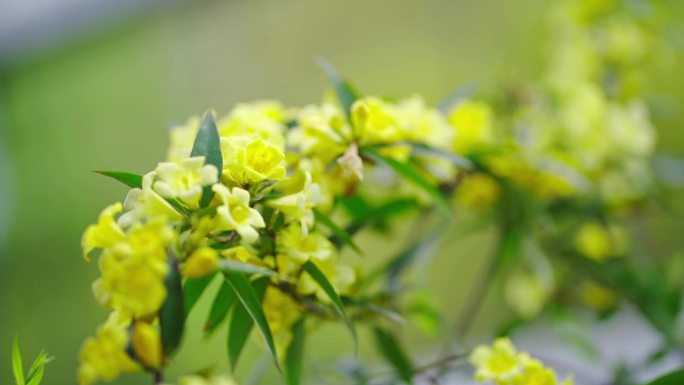 成都植物园园林植物珍稀植物花卉树木