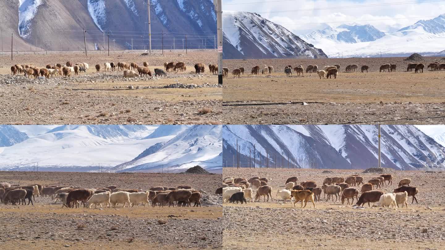 新疆克州雪山脚下羊群