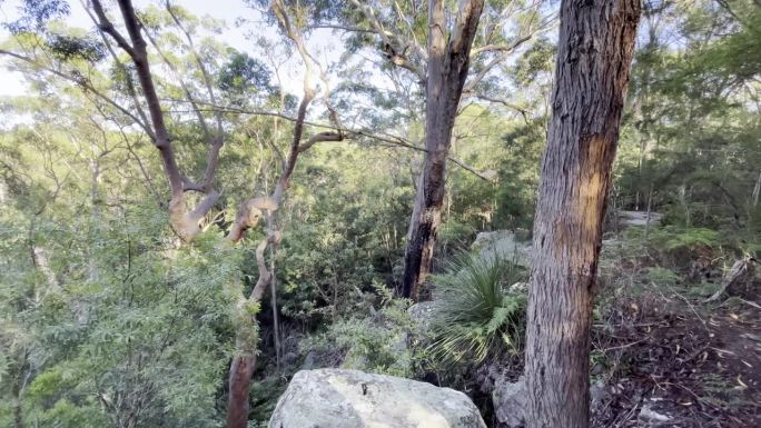 澳大利亚本土的灌木丛在早晨与鸟的歌声，包括彩虹鹦鹉和许多其他-音频