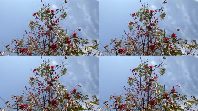 红色的木棉花盛开在美丽的蓝天下。红丝棉树观，红花树观，蓝天观。