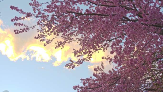 4K夕阳映照下的樱花树
