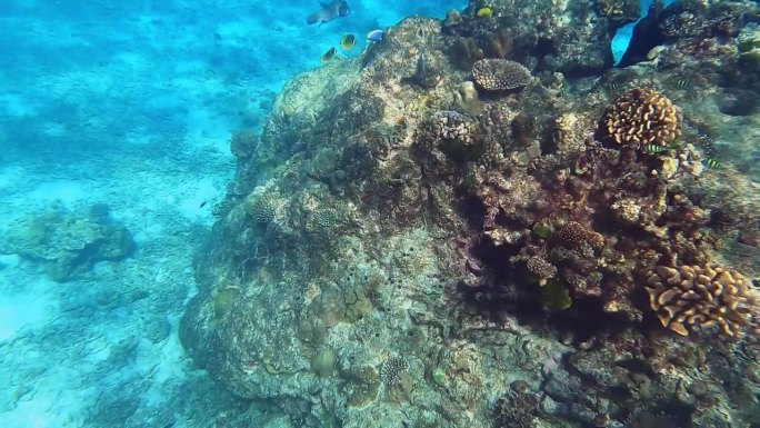 美丽的珊瑚鱼在素林群岛国家公园热带珊瑚礁，攀牙，泰国