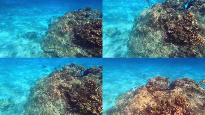 美丽的珊瑚鱼在素林群岛国家公园热带珊瑚礁，攀牙，泰国