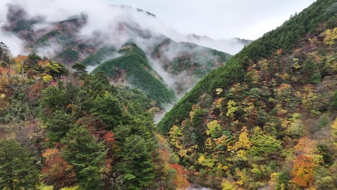 静冈县静冈市青井区，日本无人机拍摄的Umegashima温泉的秋叶