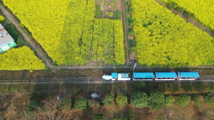 乘坐小火车穿梭在油菜花田航拍