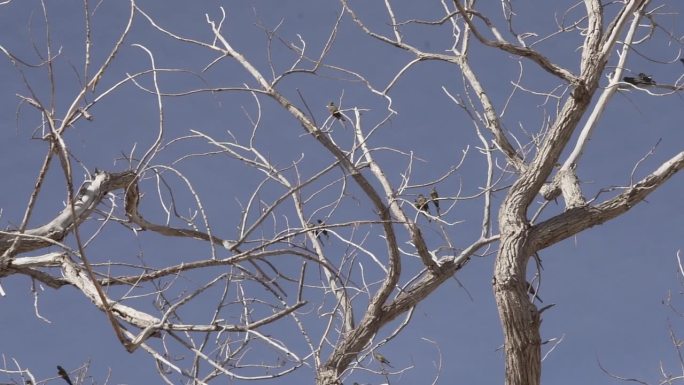 在阿根廷萨尔塔和卡法亚特之间的路塔40号，一群穴居鹦鹉，也叫巴塔哥尼亚长尾小鹦鹉或巴塔哥尼亚conu