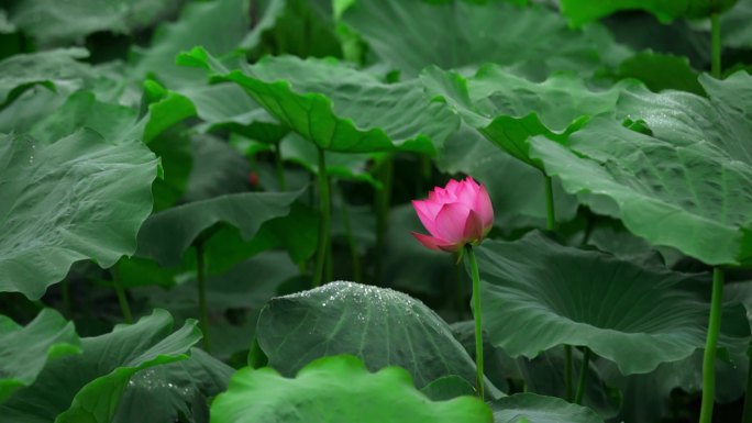 荷花荷叶露珠莲花莲子荷塘