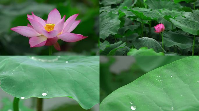 荷花荷叶露珠莲花莲子荷塘