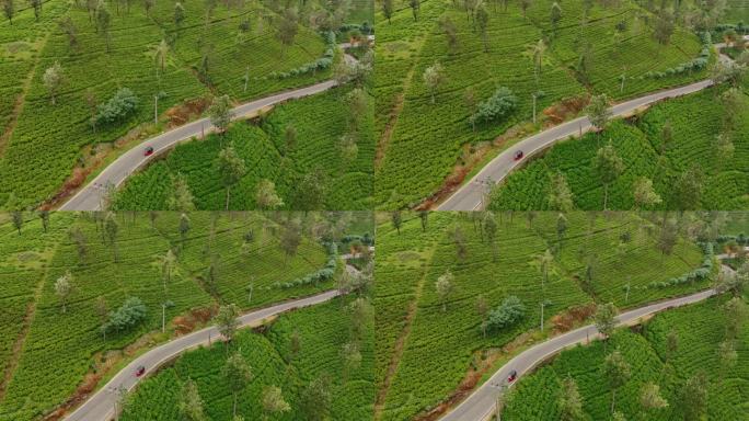 鸟瞰图的嘟嘟车在道路上通过茶叶种植园在斯里兰卡