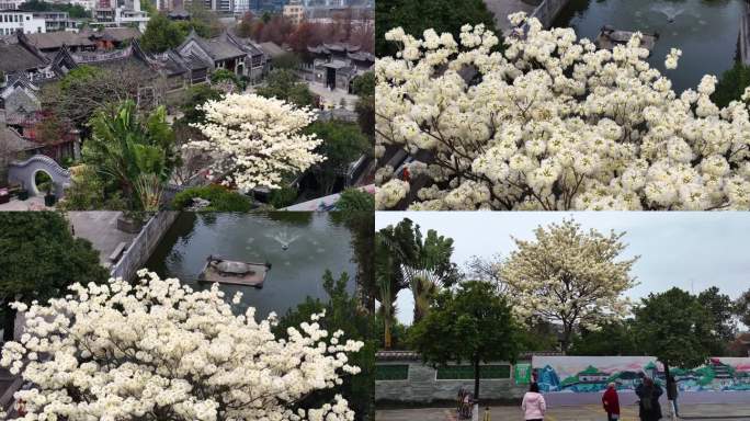 余荫山房 白花风铃木