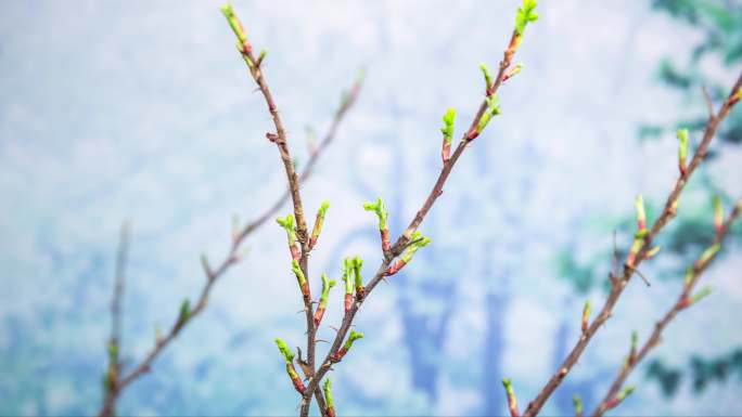 春暖花开植物生长树木发芽延时摄影