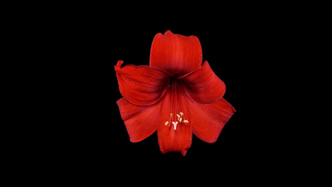红色海马菊闭合花在黑色背景上的时间流逝。桔梗花蕾枯萎病。春天完美盛开的室内植物