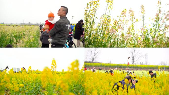 唯美田野 空镜头 油菜花田 油菜花海