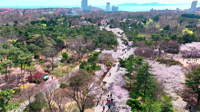 山东青岛中山公园春天樱花路全景俯瞰