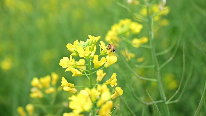 蜜蜂和油菜花