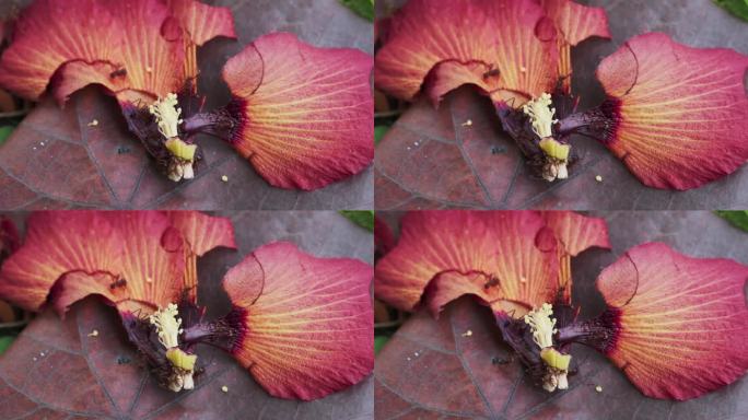 火蚁动态觅食一朵掉落的红色木槿花及其黄色的雌蕊(俯视图特写)