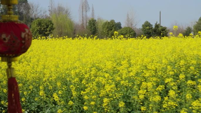 乘坐小火车穿梭在油菜花田