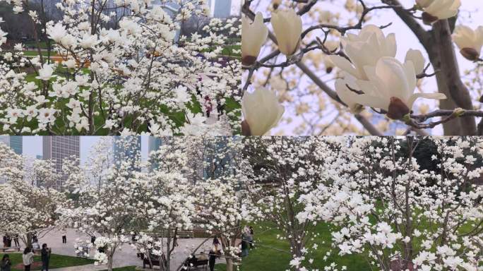 陆家嘴绿地中心的白玉兰花2024年