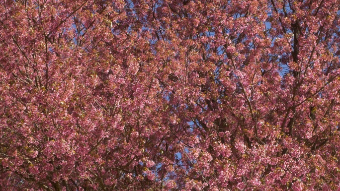 樱花花朵花开