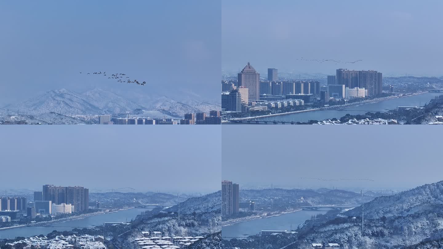 浙江 江山 雪景大雁