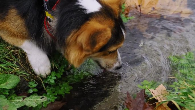 可爱的小狗威尔士柯基彭布罗克三色在公园的绿草地上散步，喝着清澈的溪水。一只可爱的狗在外面解渴。慢动作