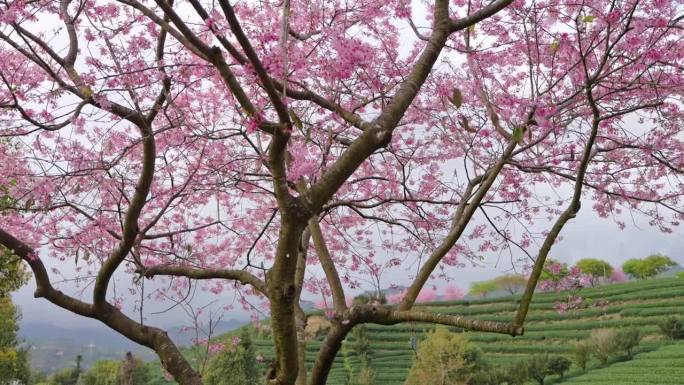 樱花树盛开