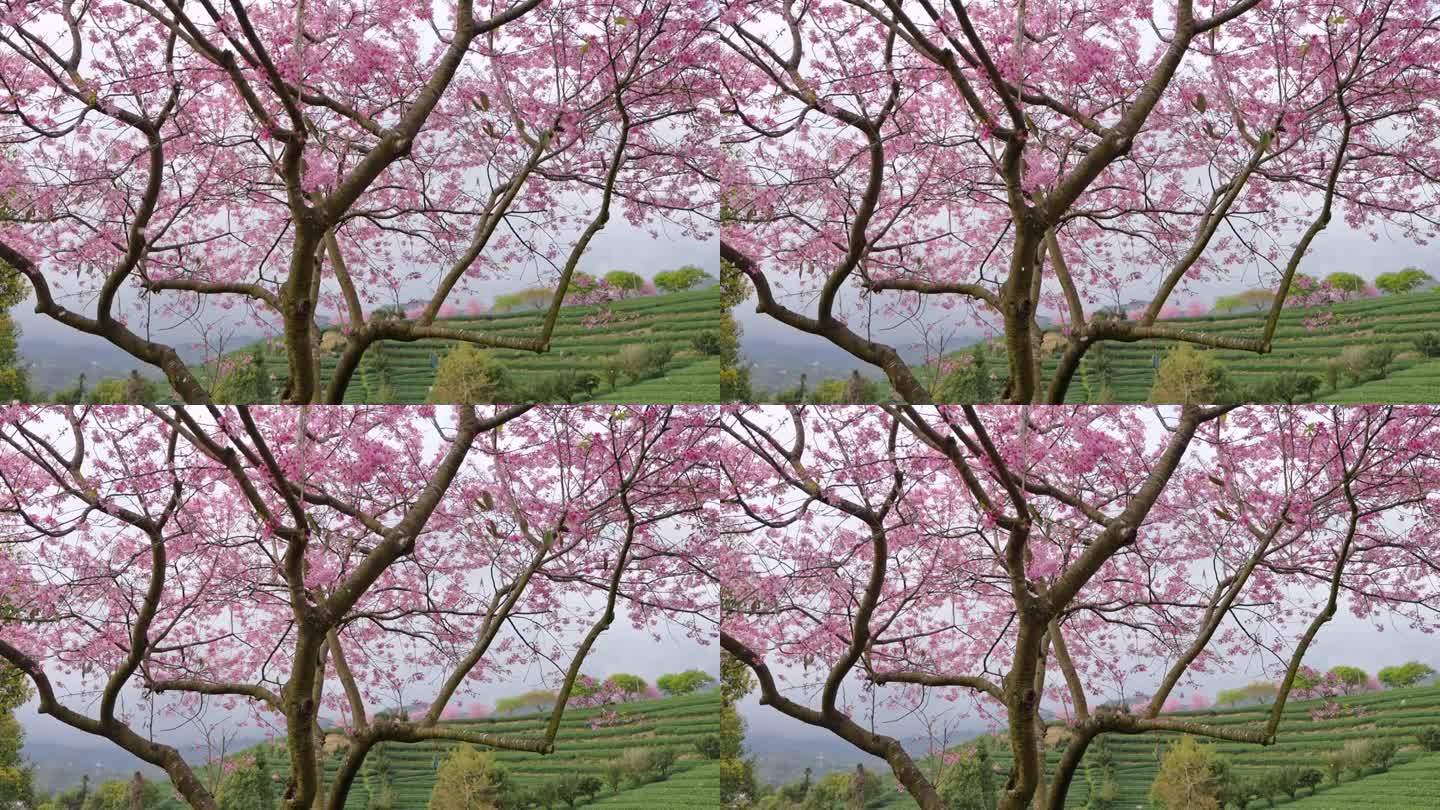 樱花树盛开