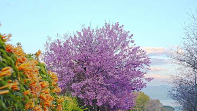 4K春日蓝天白云下盛开的樱花树