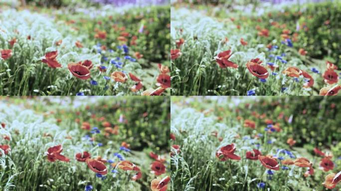 一片鲜艳的红色和蓝色的花丛
