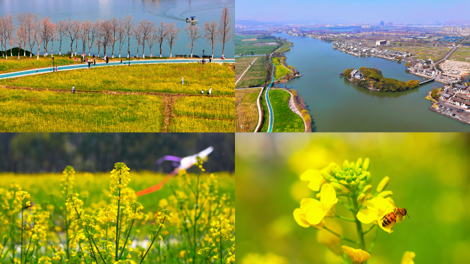 柯桥叶家堰鉴湖春天油菜花