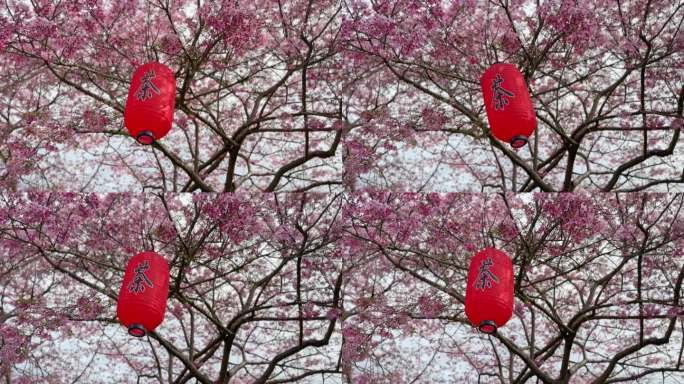 樱花树和中国灯笼