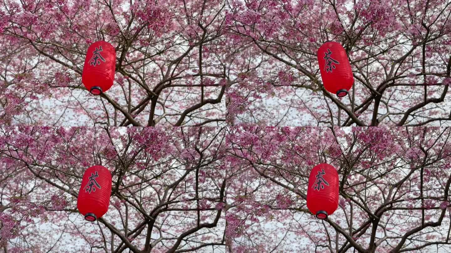 樱花树和中国灯笼