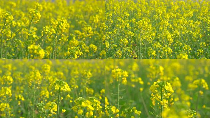 春天随风摇摆的油菜花