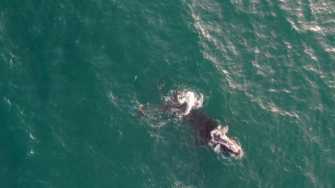 一头蓝鲸在深蓝色的大海中游泳，野生动物的自然景象，俯视鸟瞰图