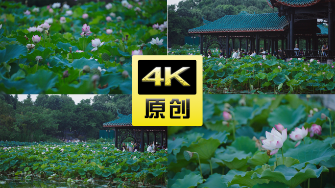 成都桂湖公园莲花花海荷叶游客4k