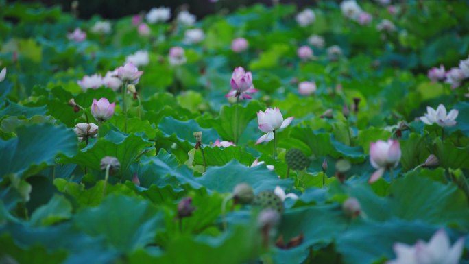 成都桂湖公园莲花花海荷叶游客4k