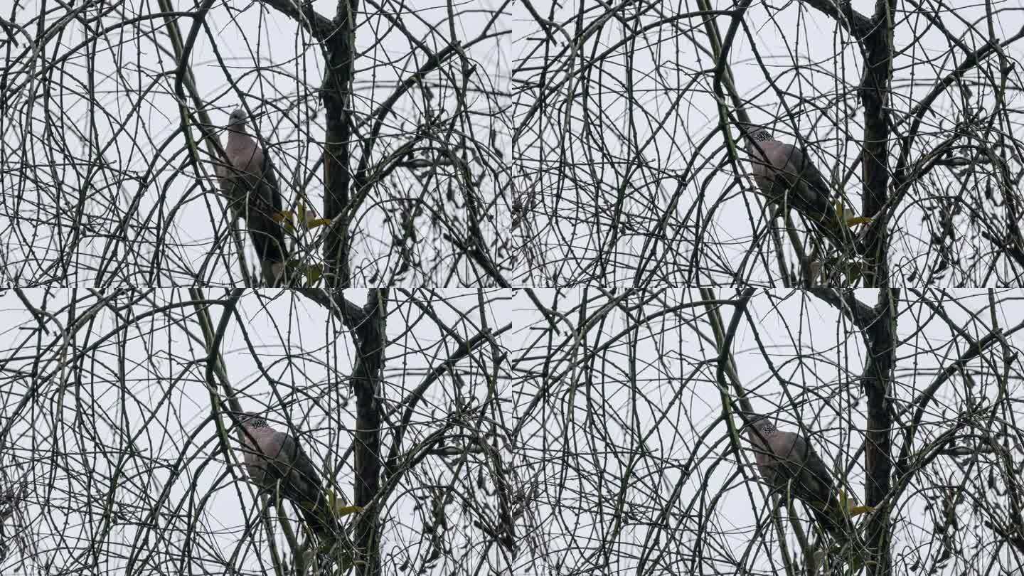 斑鸠成群地站在树上休息
