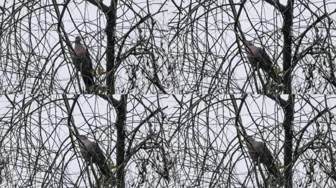 斑鸠成群地站在树上休息
