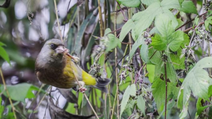 金翅麻雀在灌木丛中觅食