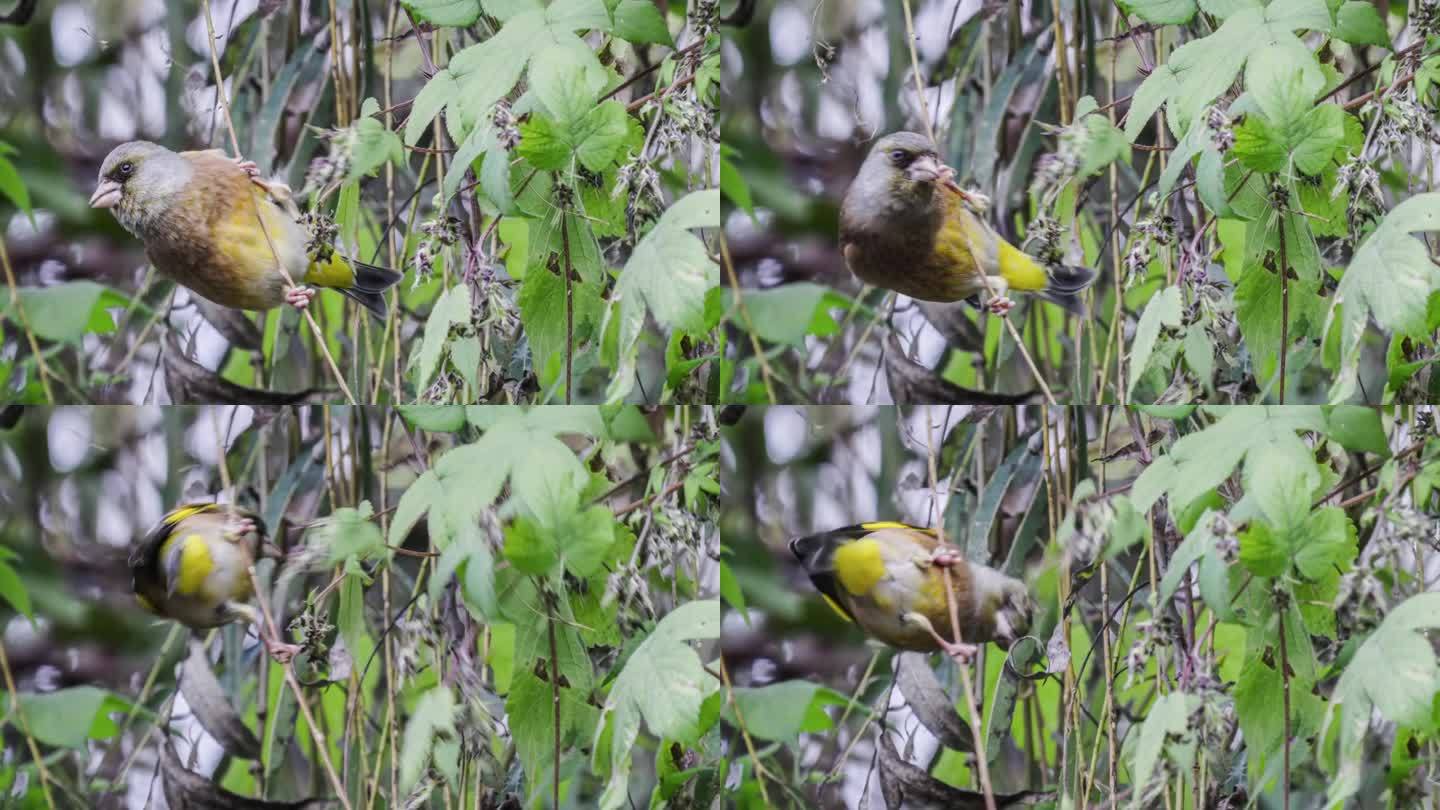 金翅麻雀在灌木丛中觅食